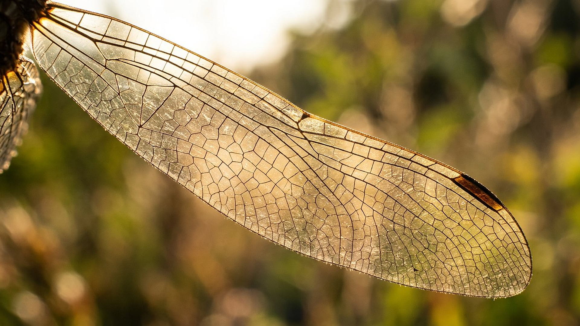 L'aile de la libellule — Anisoptera
