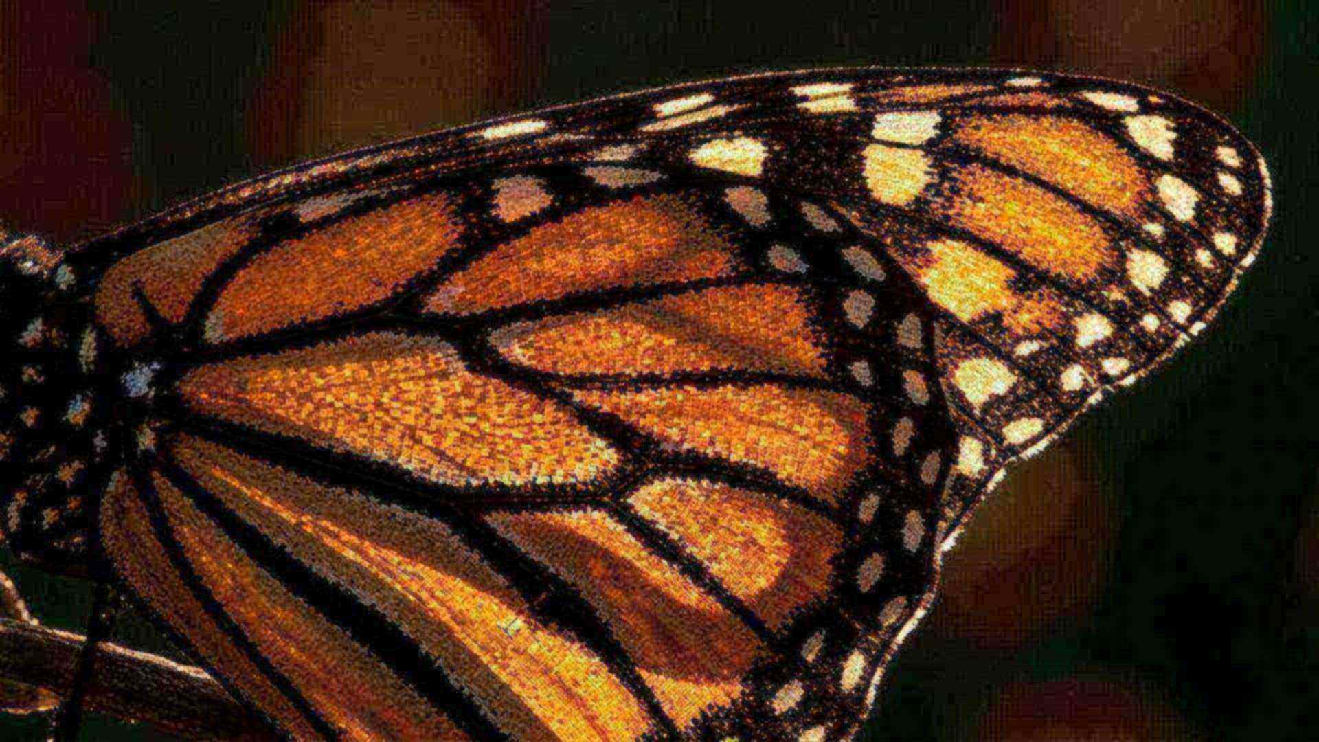 L'aile du papillon, panneau solaire — Papilionidae