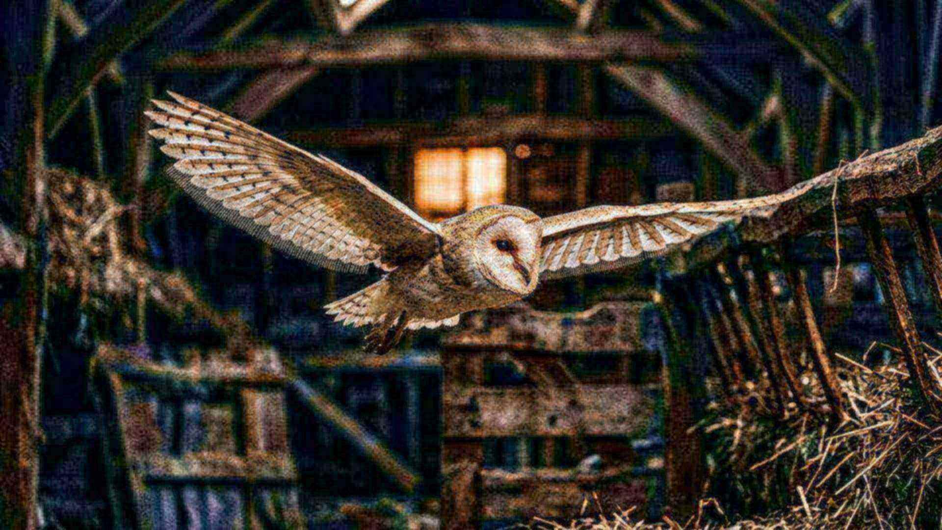 Les ailes silencieuses de la chouette — Tyto alba