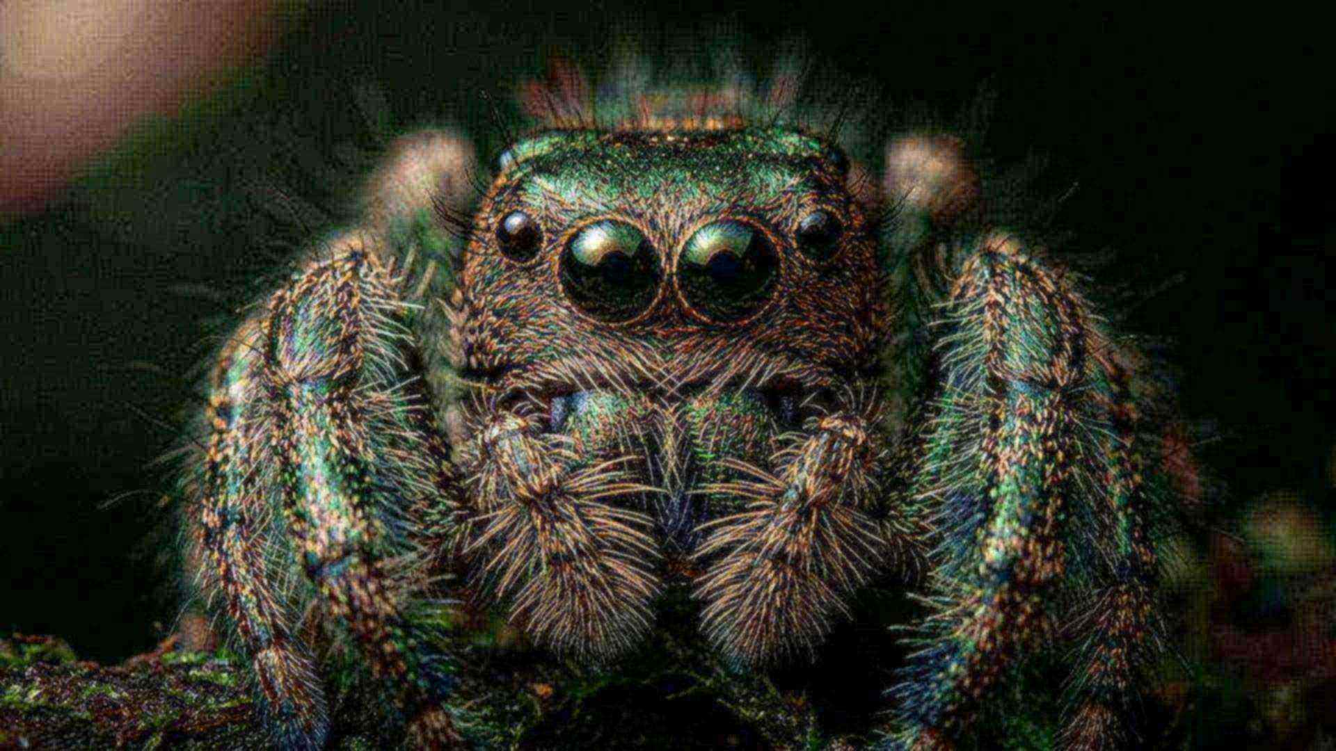 La vision de l'araignée sauteuse — Phidippus