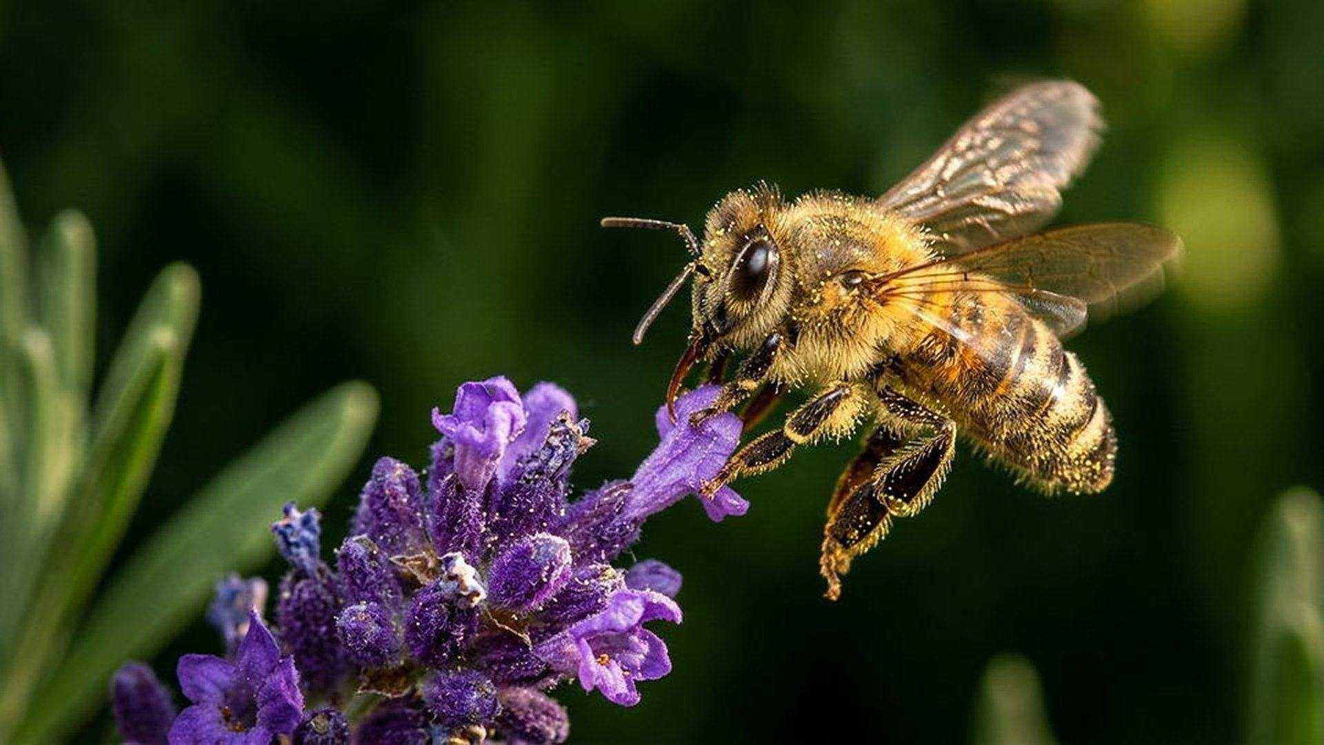 L'atterrissage de l'abeille — Apis mellifera