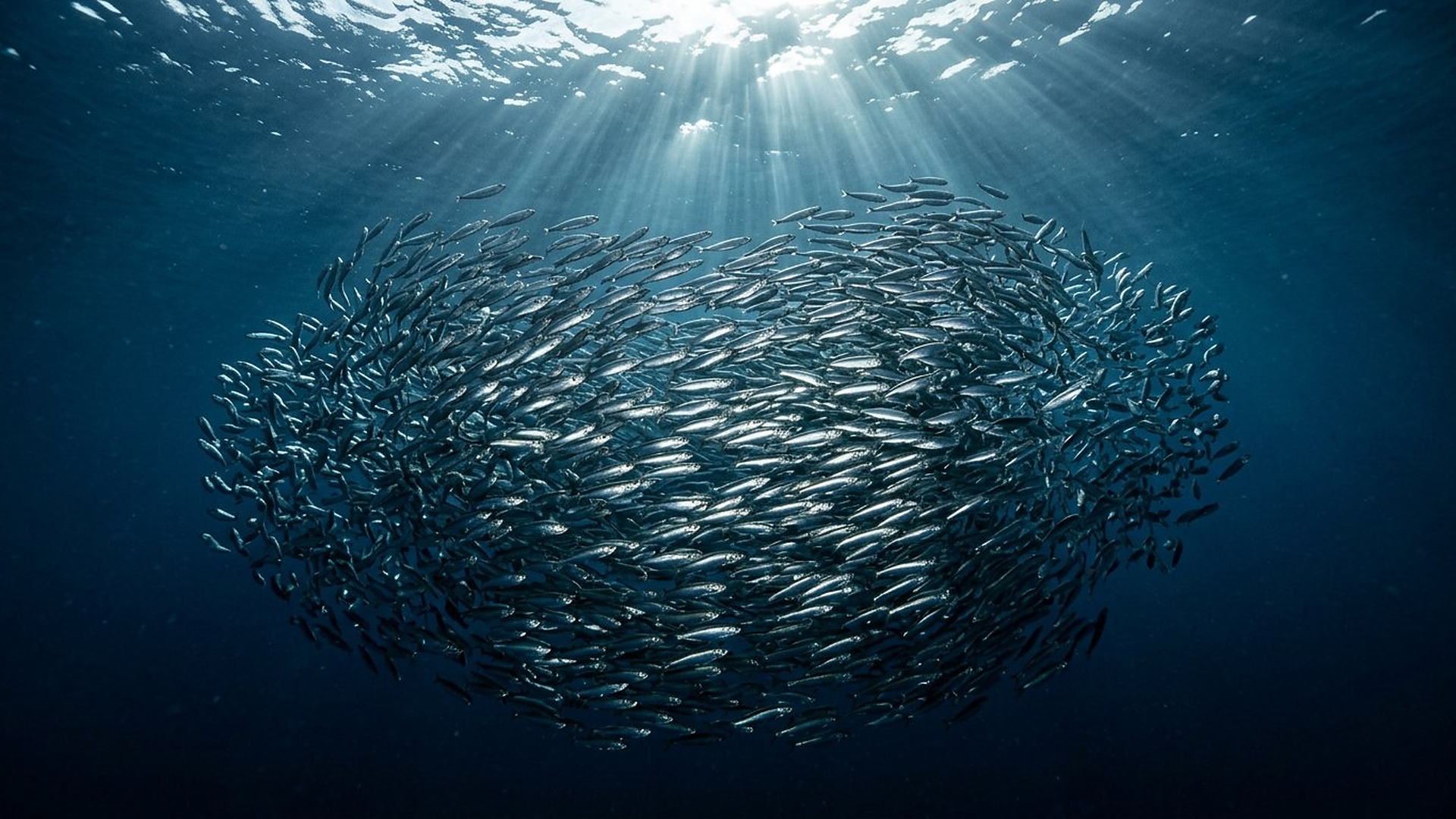 Les bancs de poissons — Clupeidae