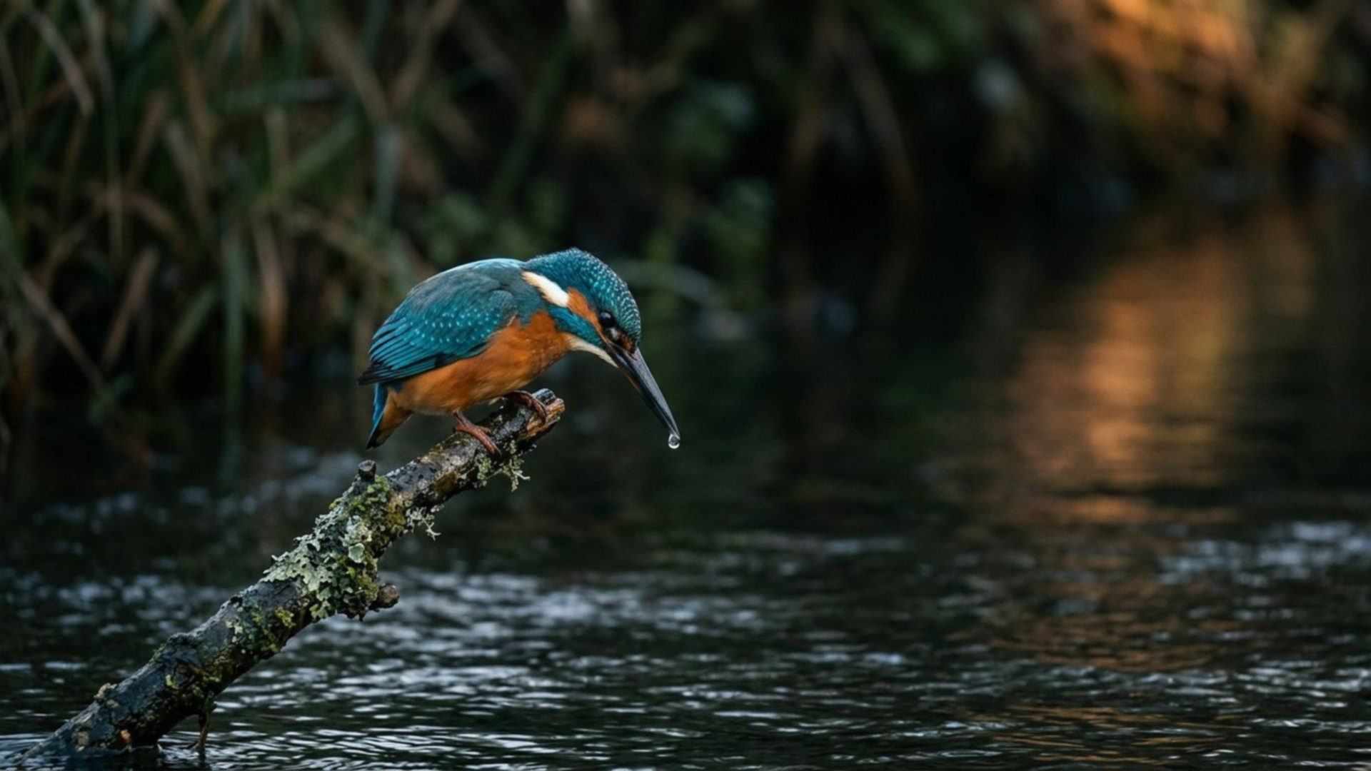 Le bec du martin-pêcheur — Alcedo atthis