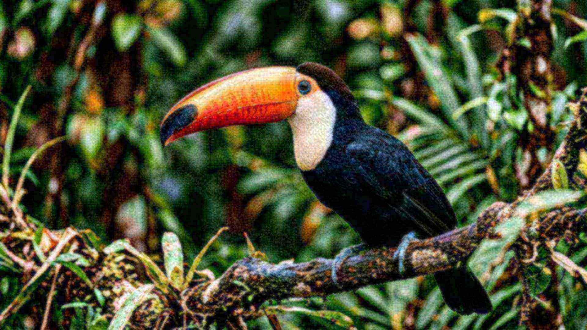 Le bec du toucan — Ramphastos toco