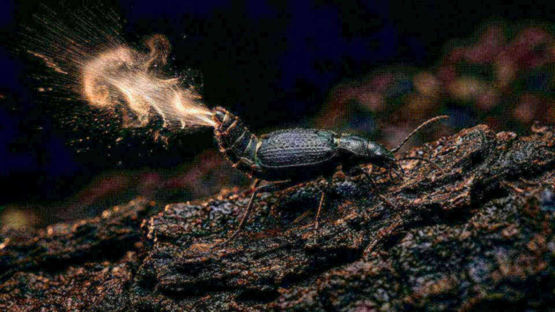 Le coléoptère bombardier — Brachinus