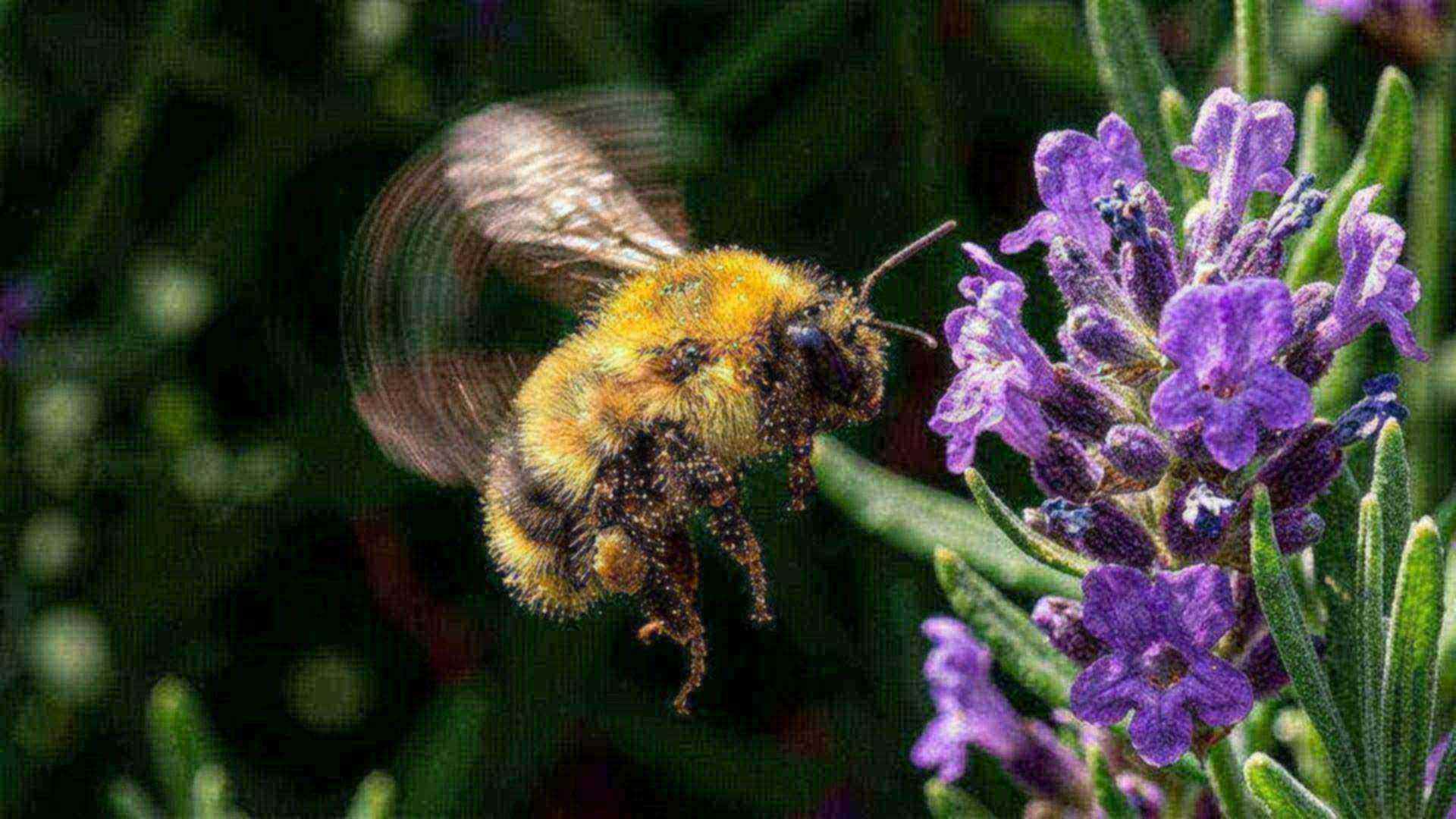 Insectes et arachnides