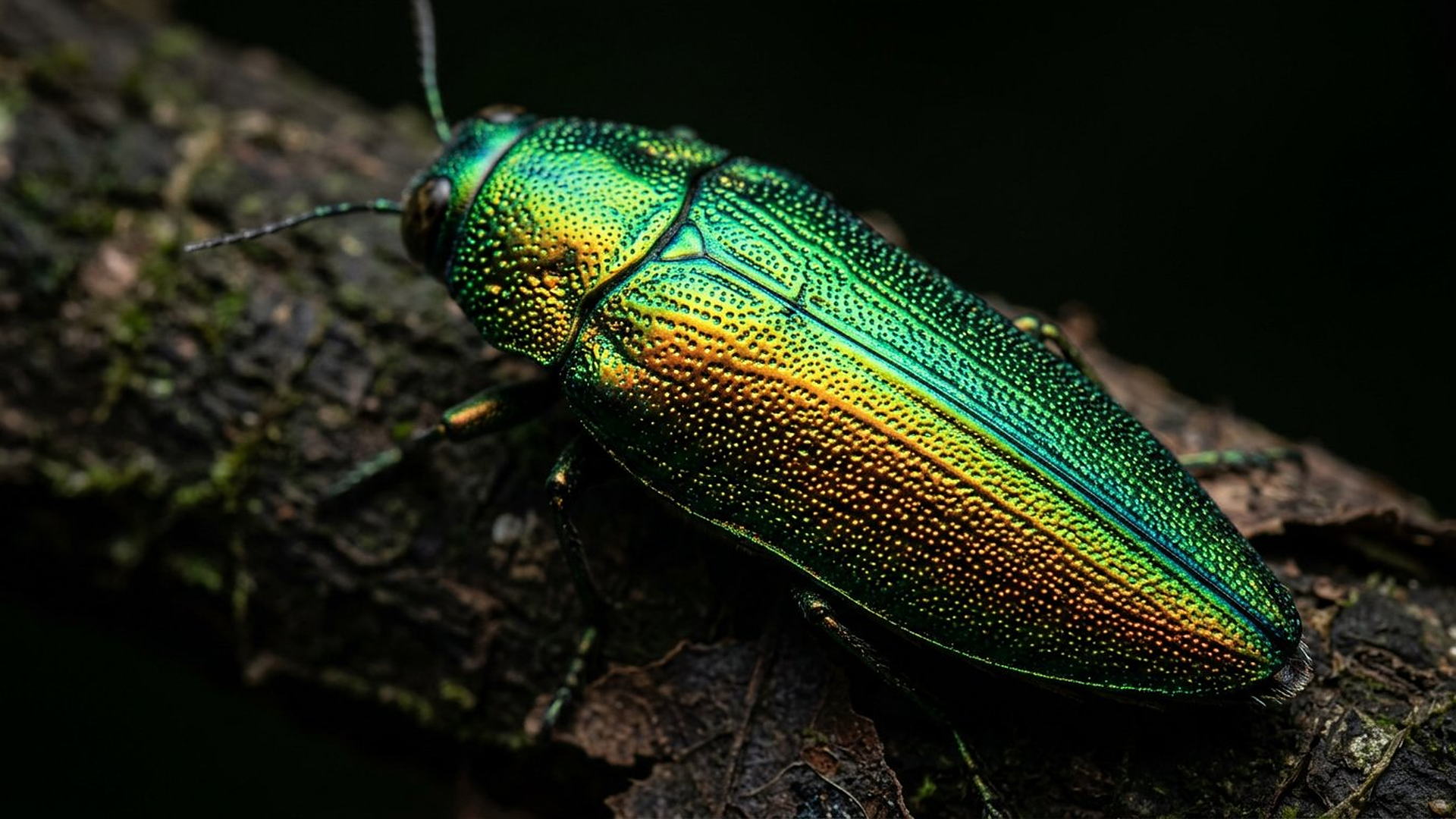 Les capteurs du bupreste — Melanophila acuminata