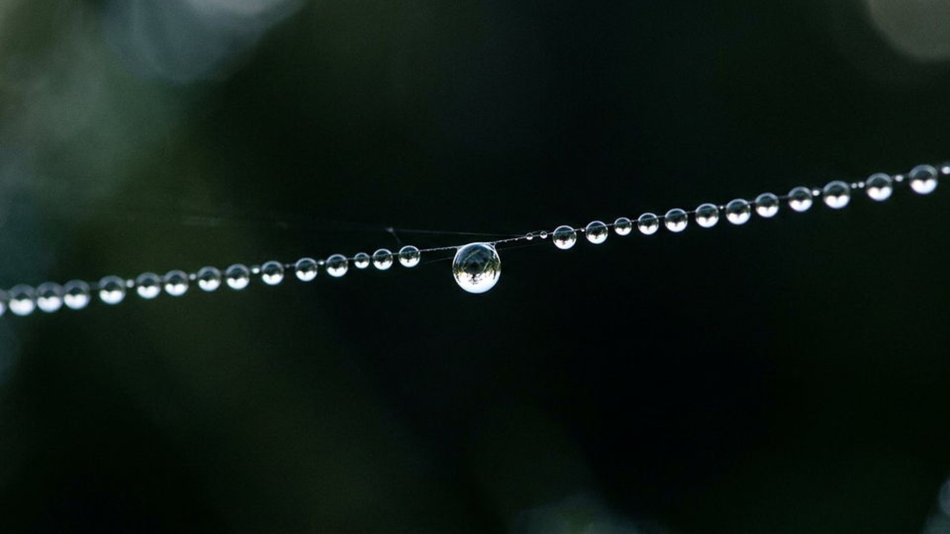 La colle multifonction de l'araignée — Araneae