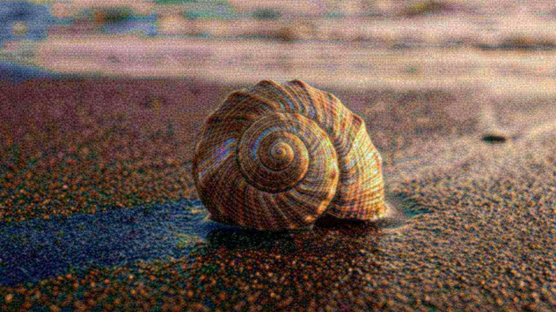 La forme des coquillages — gastéropodes