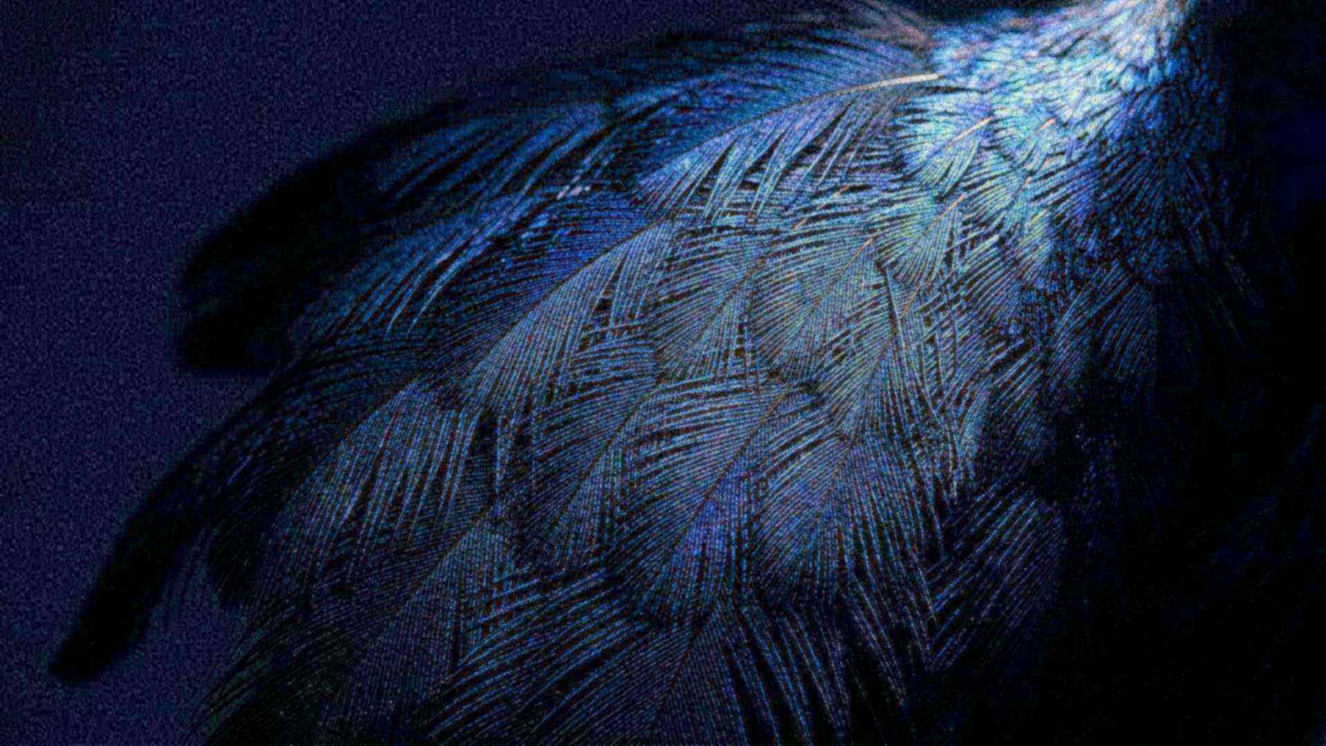 Les couleurs inaltérables des oiseaux — oiseaux tropicaux