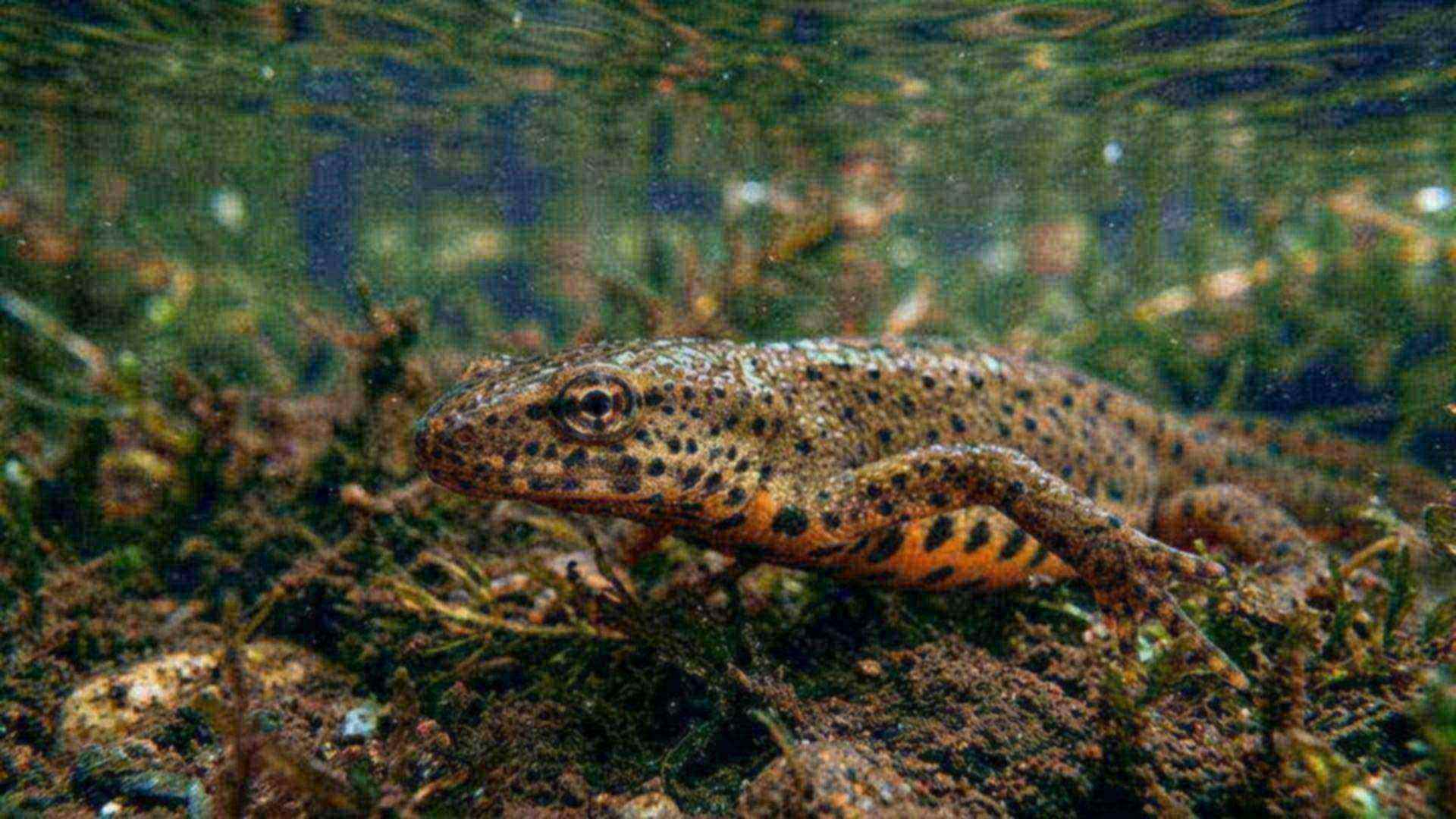 Le cristallin du triton — Triturus