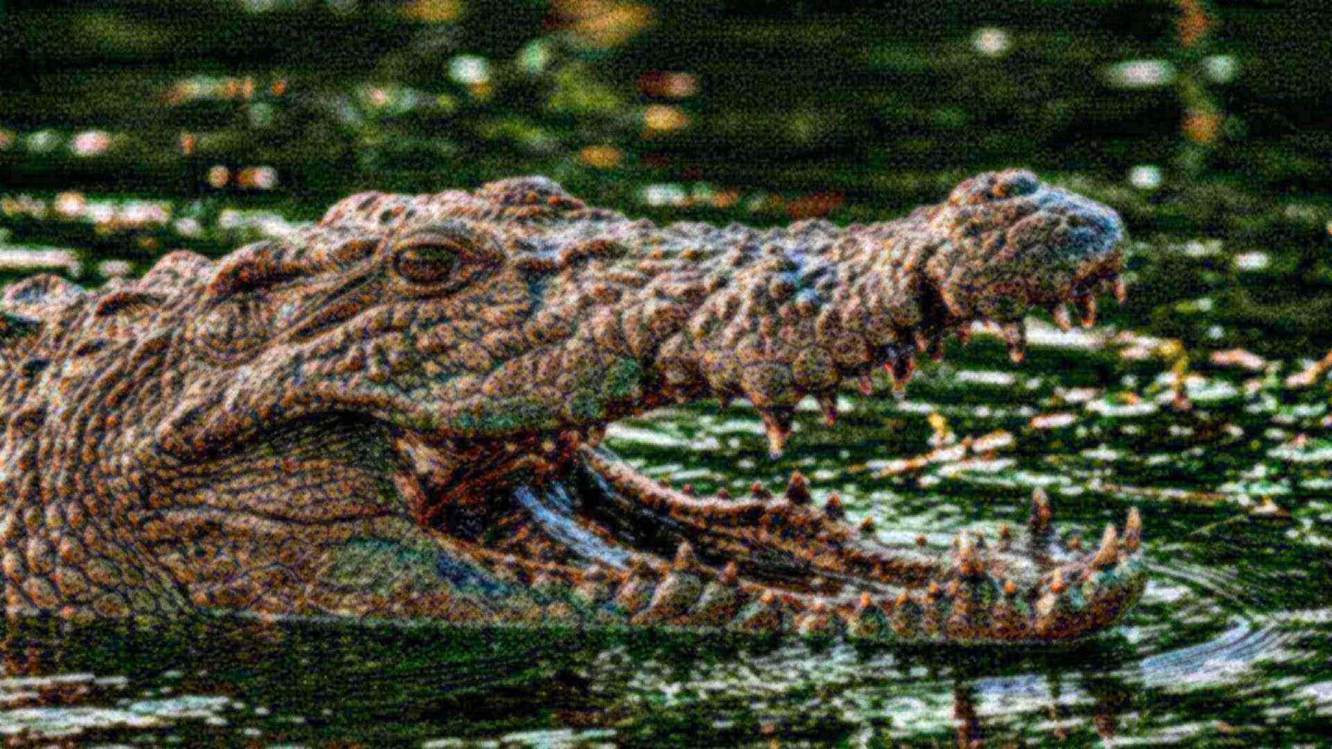 La mâchoire du crocodile — Crocodylus niloticus