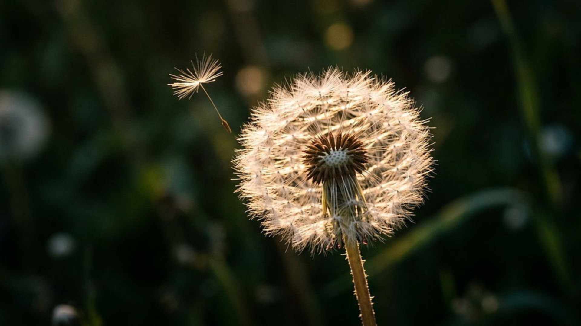 Le vol de la graine de pissenlit — Taraxacum