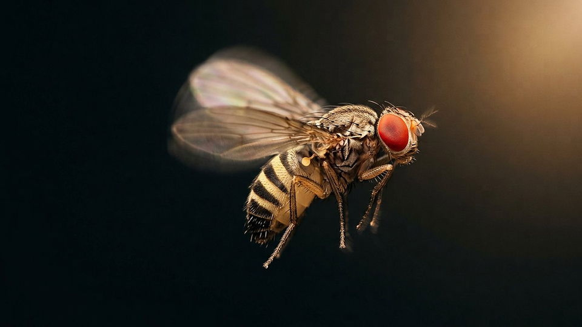 L'acrobatie de la drosophile — Drosophila