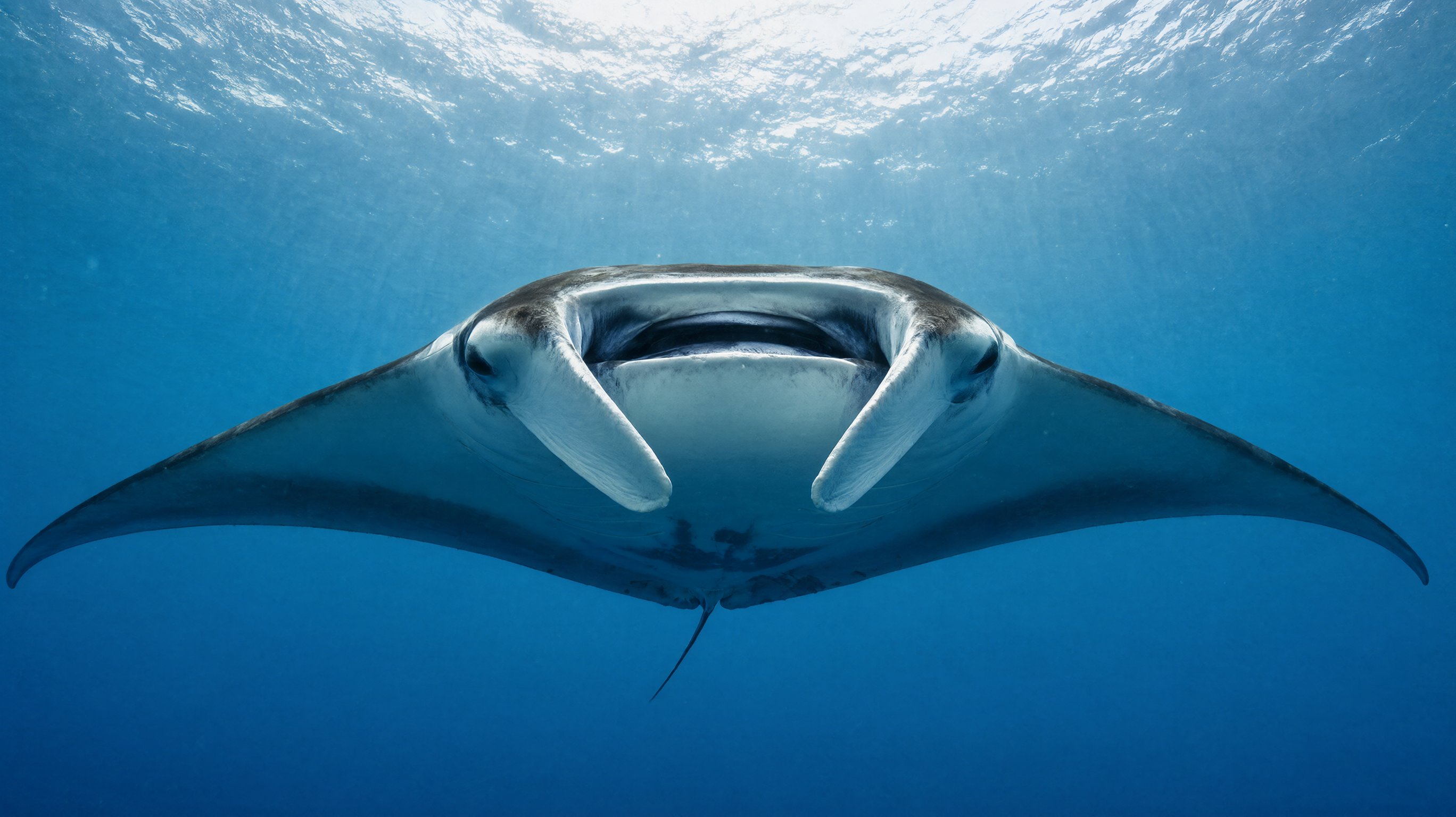 La filtration de la raie manta — Mobula birostris