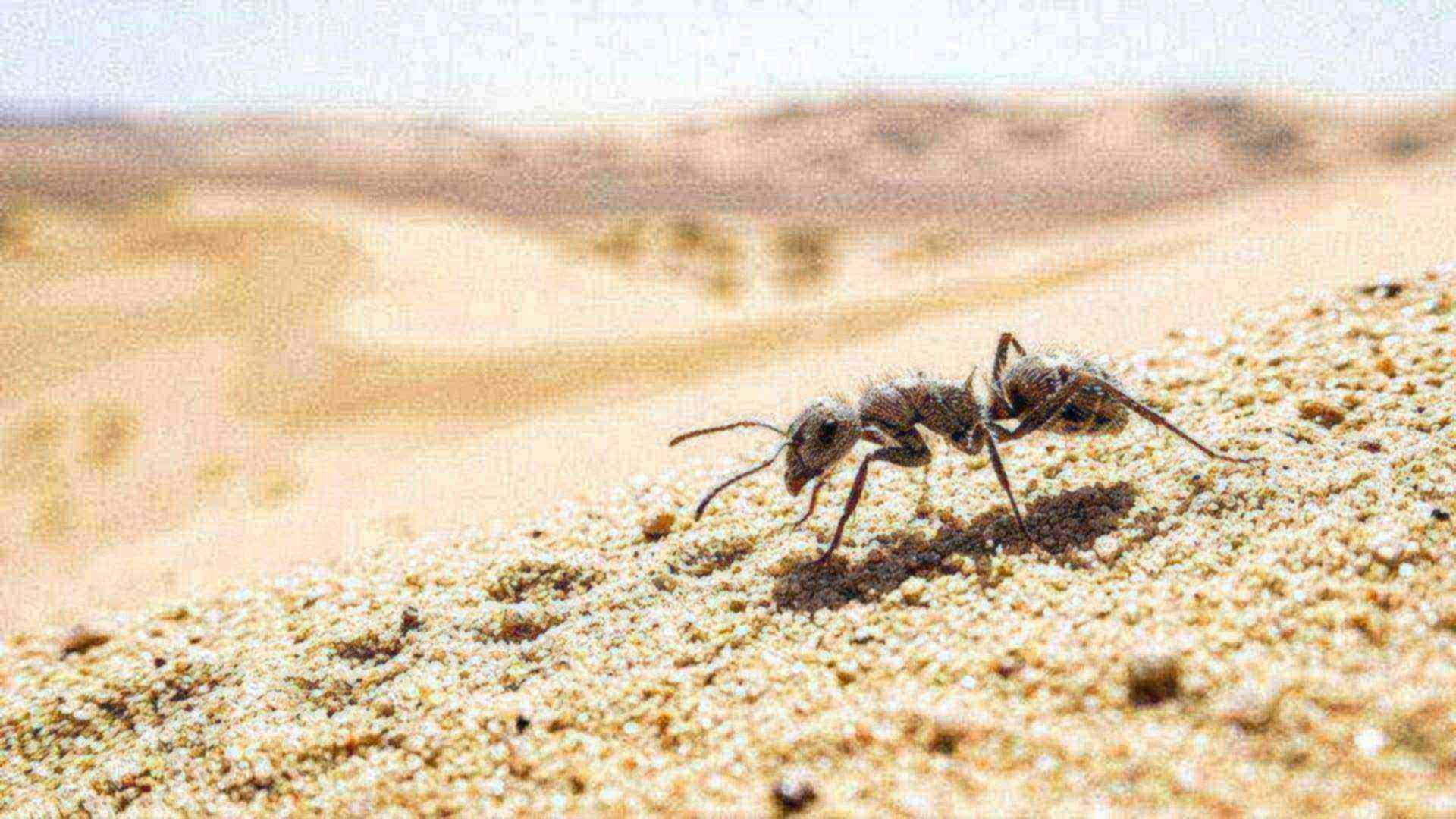 Le bouclier de la fourmi argentée — Cataglyphis bombycina