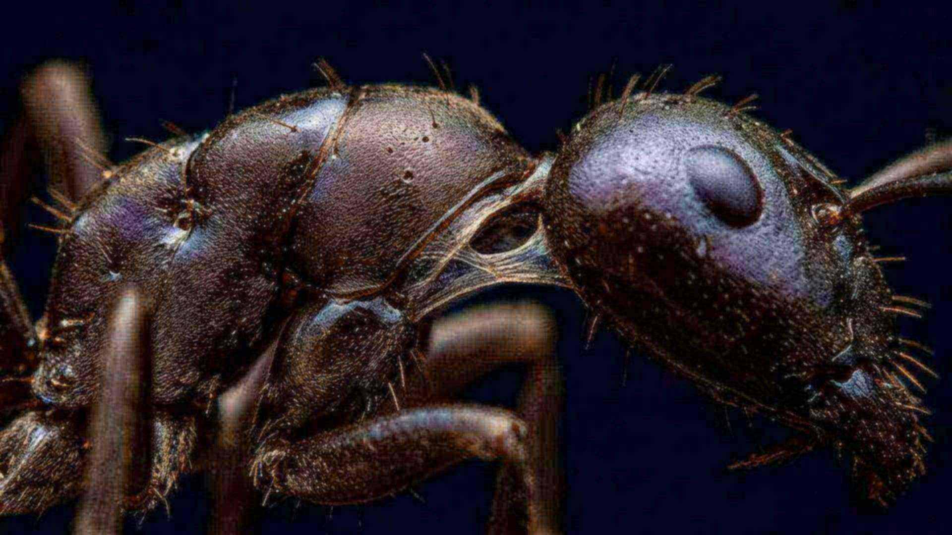 Le cou de la fourmi — Formicidae
