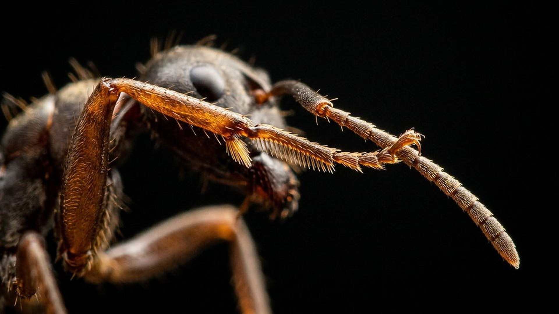 Le nettoyeur d'antennes de la fourmi — Camponotus