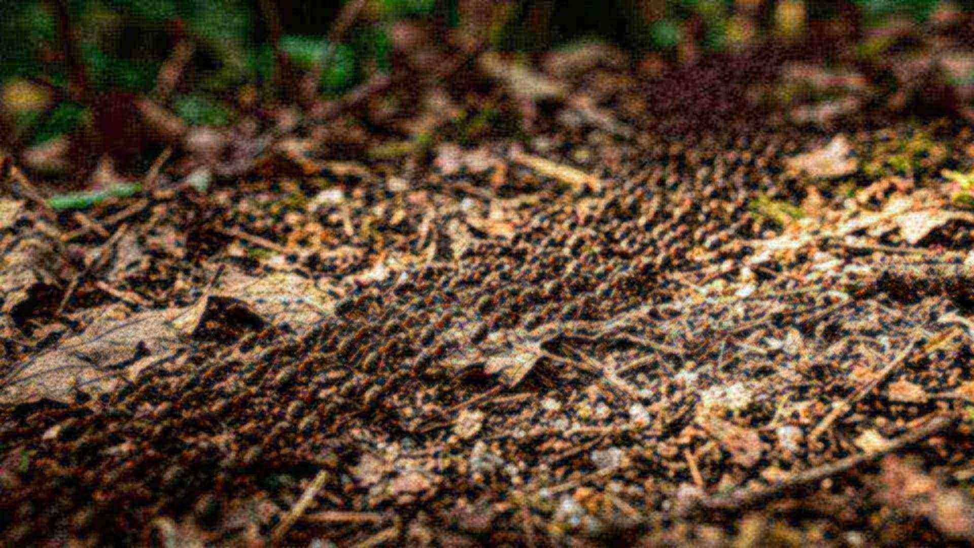 Les fourmis sans embouteillages — Formicidae