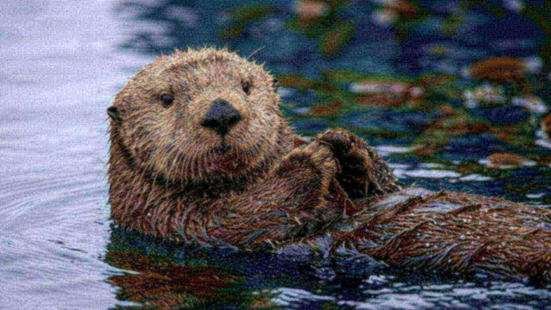 La fourrure de la loutre — Enhydra lutris