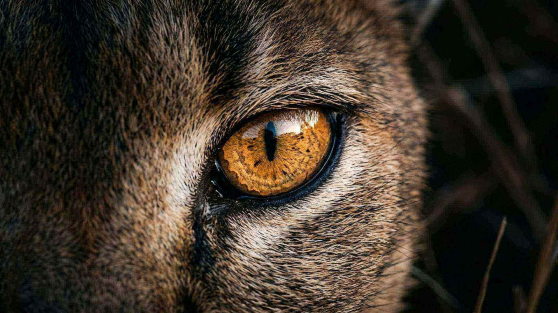 Les animaux terrestres
