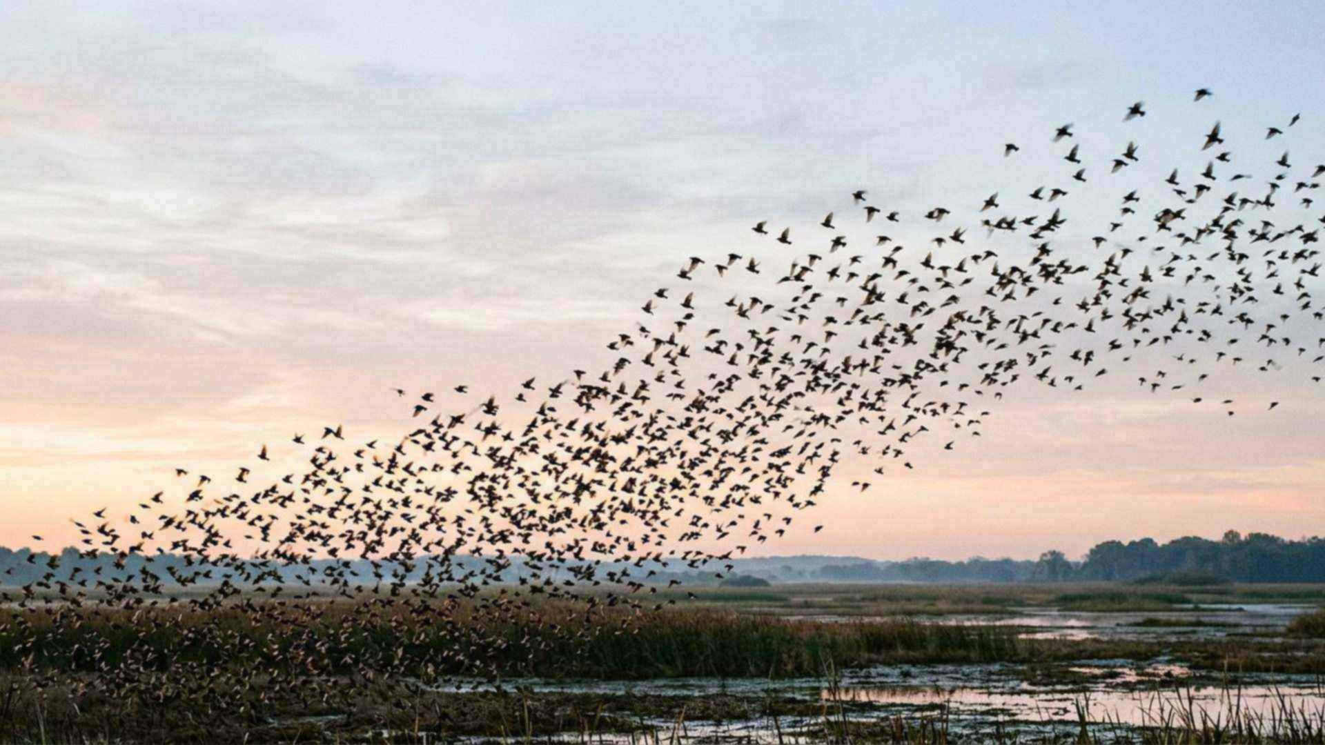 Les oiseaux du ciel