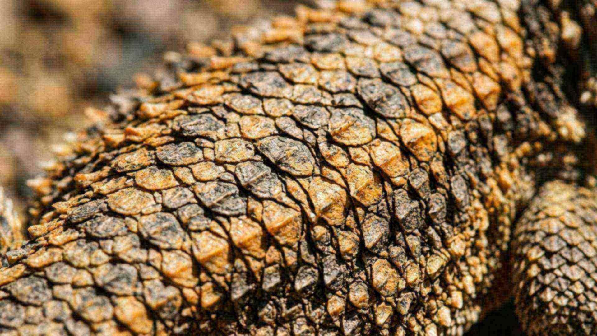 Reptiles et amphibiens