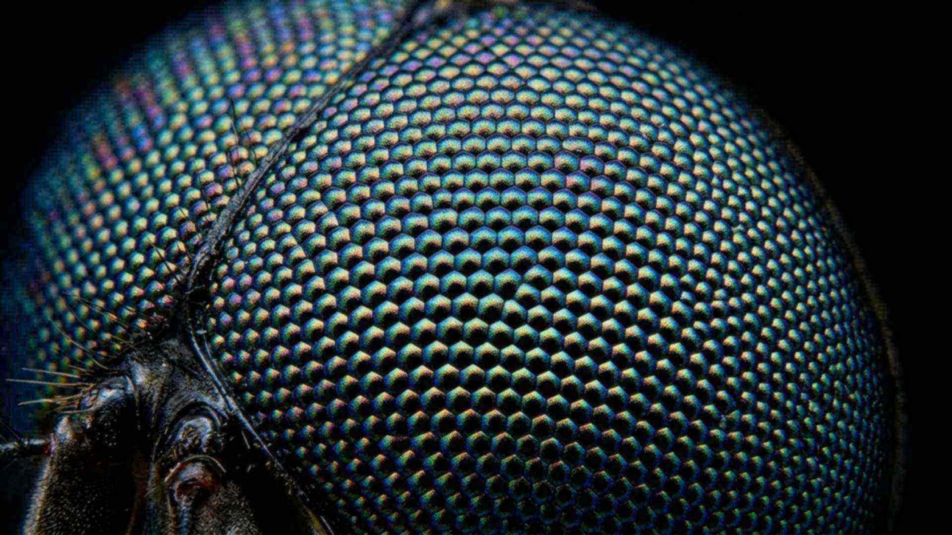 Insectes et arachnides