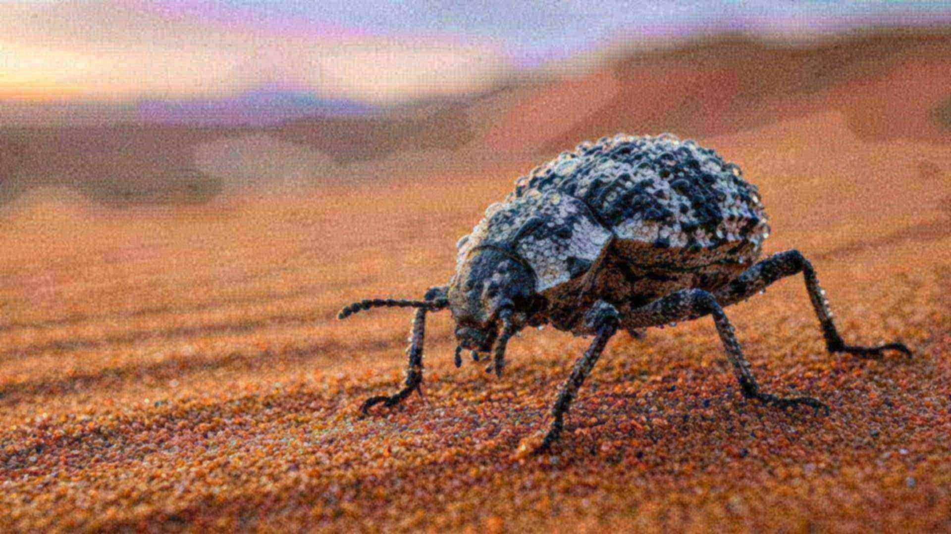 La gestion de l'eau chez les vivants — moloch, scarabée du Namib, chameau, séquoia