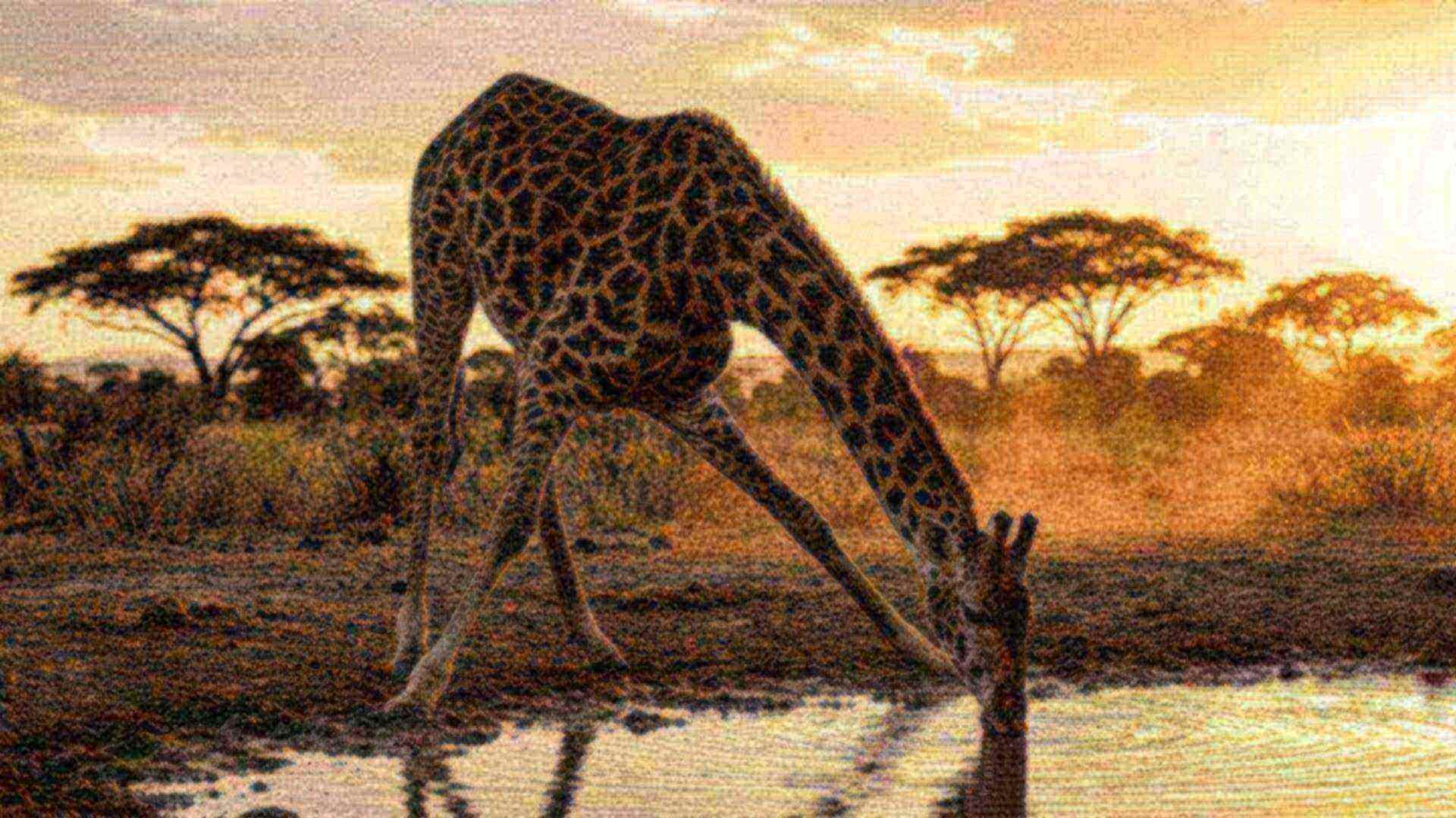 La circulation de la girafe — Giraffa camelopardalis