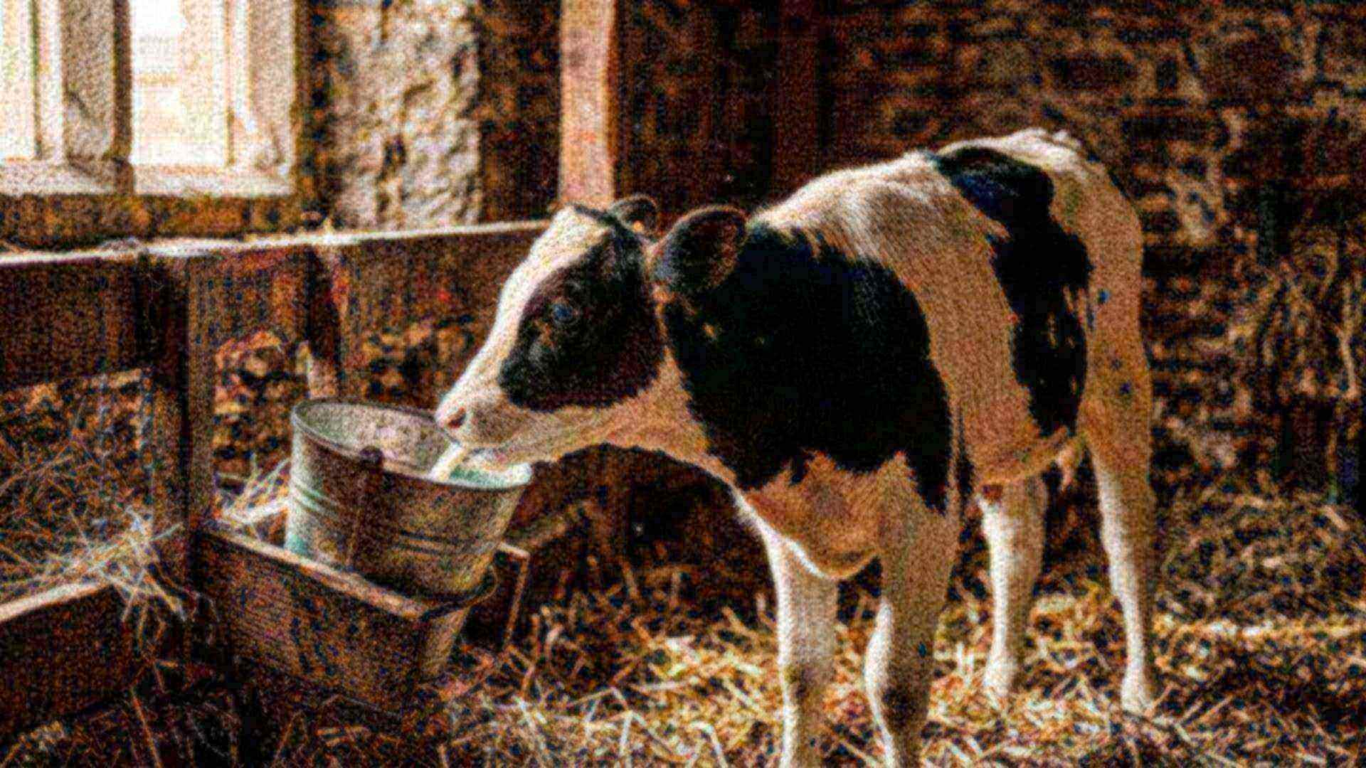 La gouttière à lait du veau — Bos taurus