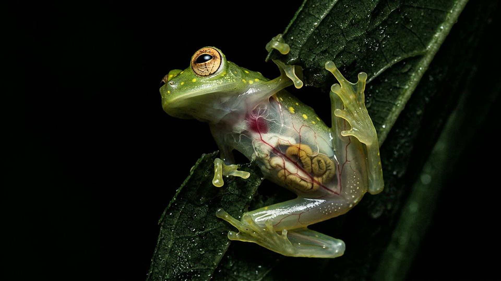 Reptiles et amphibiens