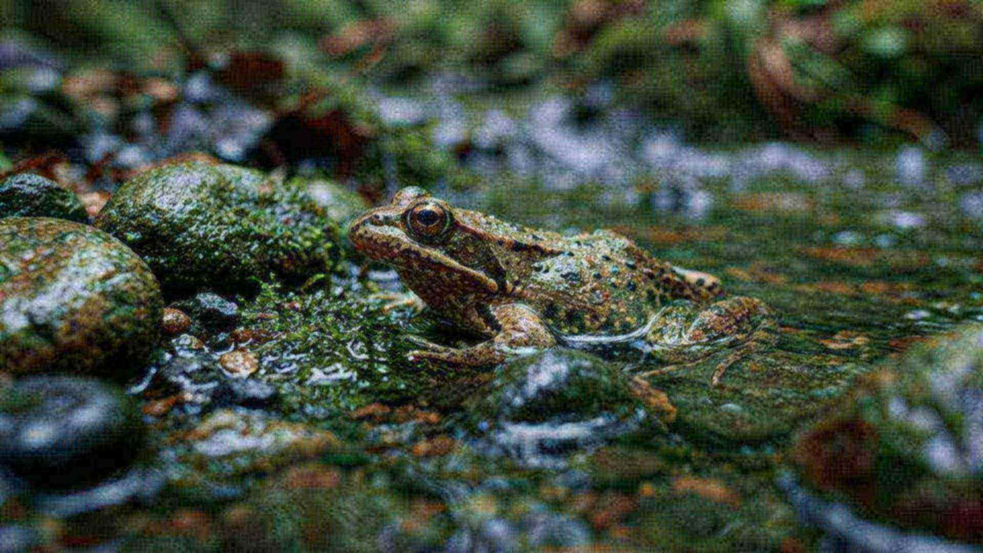 La grenouille à incubation gastrique — Rheobatrachus silus