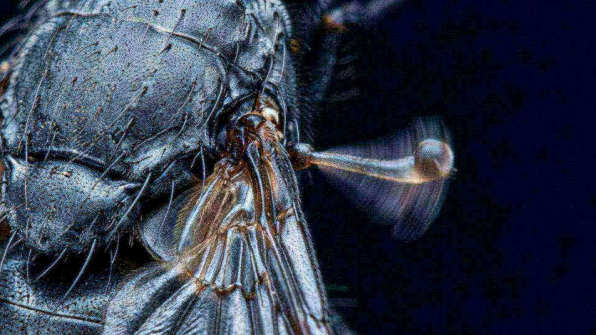 Le balancier de la mouche — Diptera