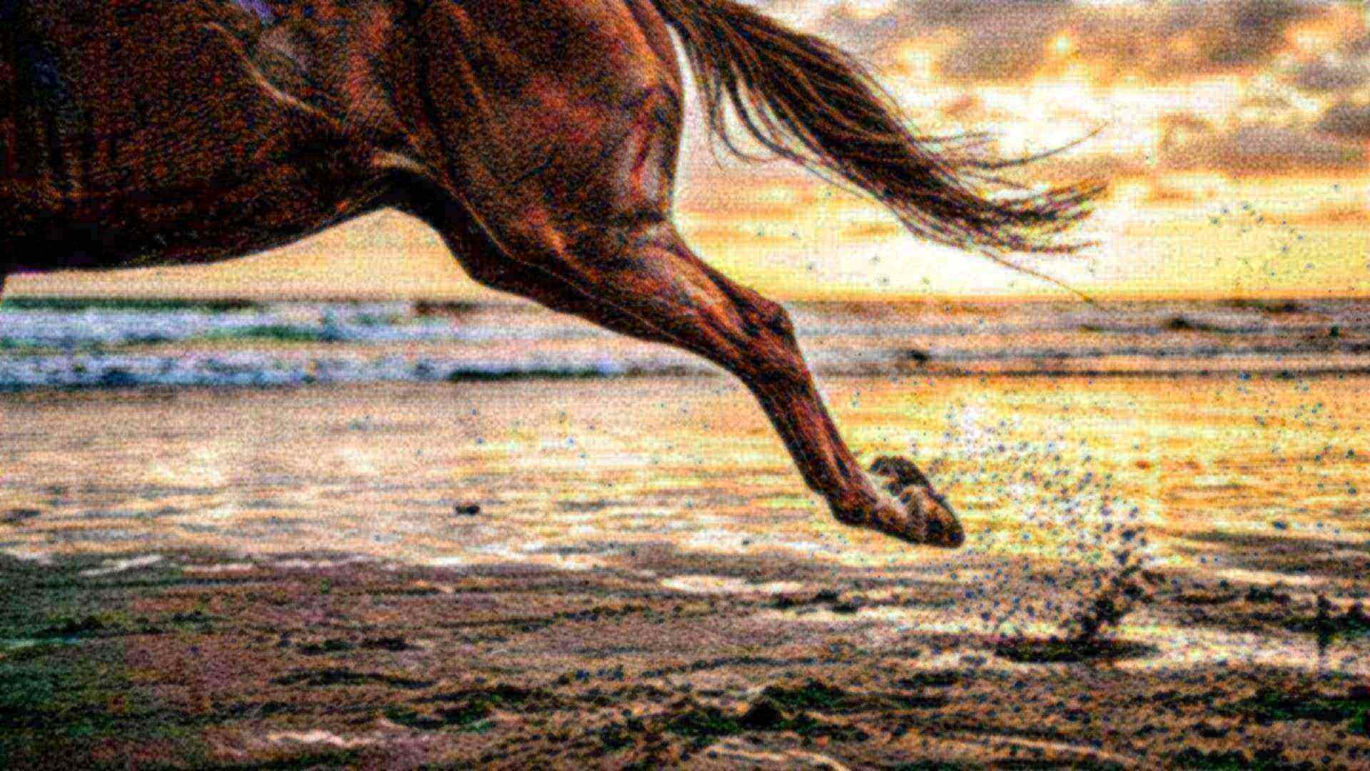 La jambe du cheval, un ressort — Equus caballus
