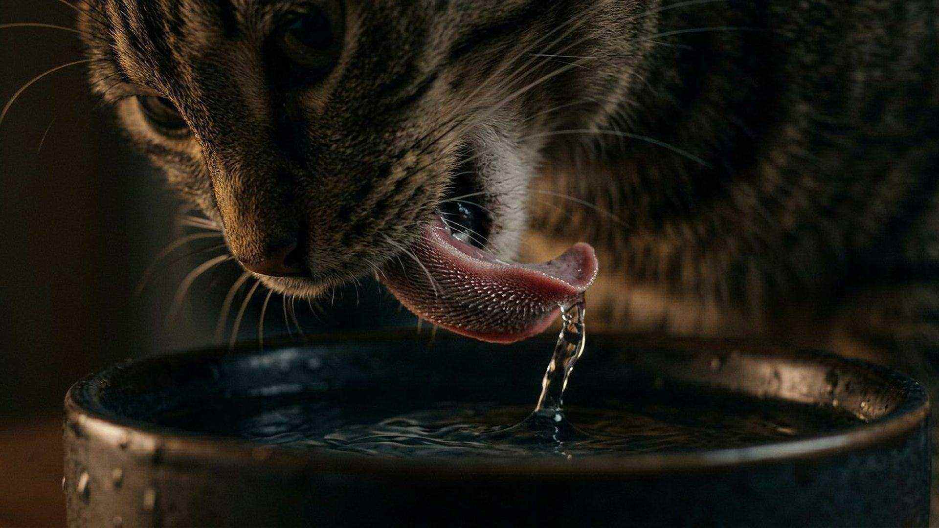 La langue du chat, râpe à surface — Felis catus