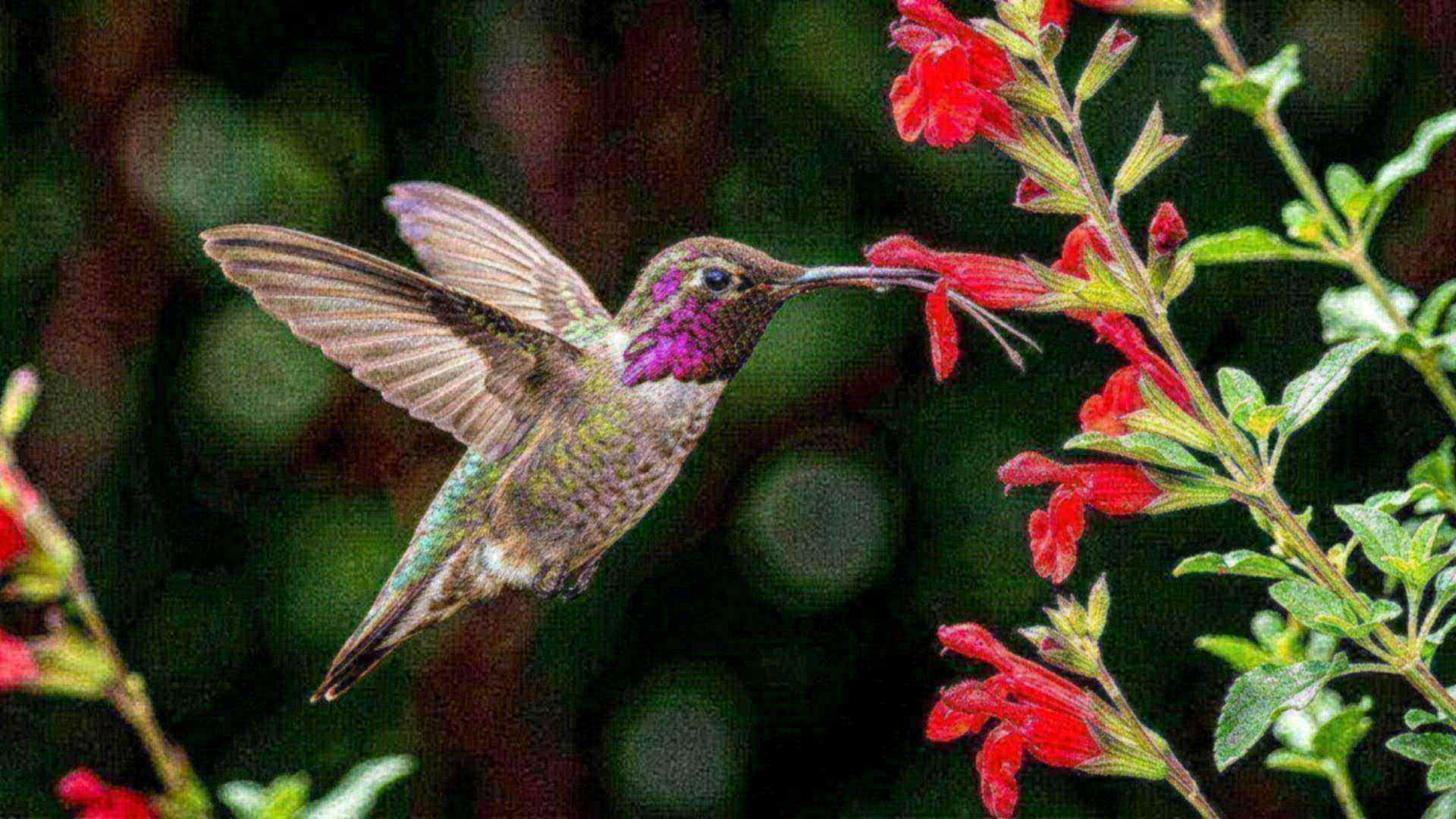 La langue du colibri — Trochilidae