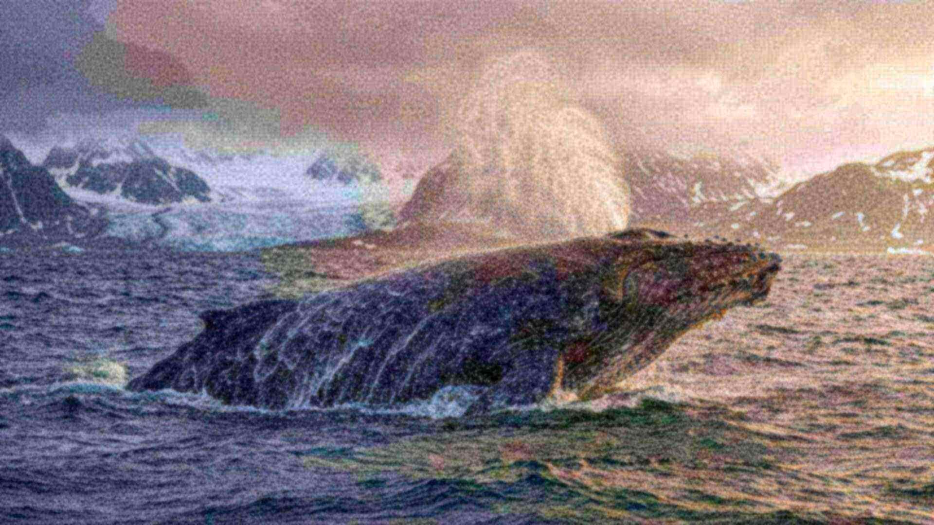 Le lard des mammifères marins — baleines, phoques