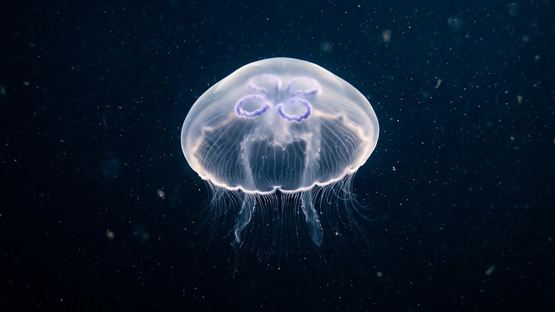 La propulsion de la méduse — Aurelia aurita