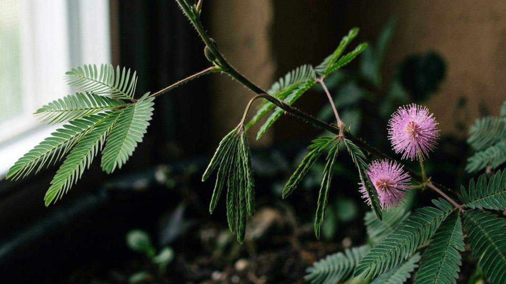 La mémoire du mimosa — Mimosa pudica