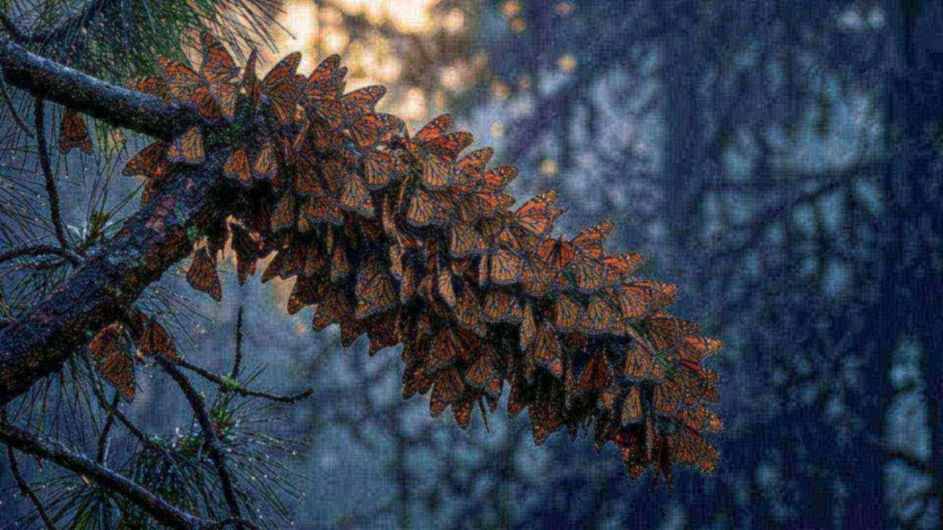 La migration du monarque — Danaus plexippus