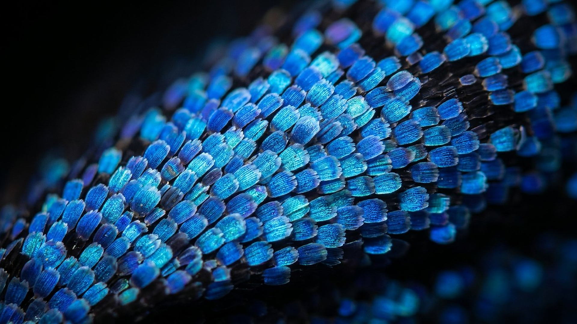 Couleur structurelle du morpho — reconstitution numérique