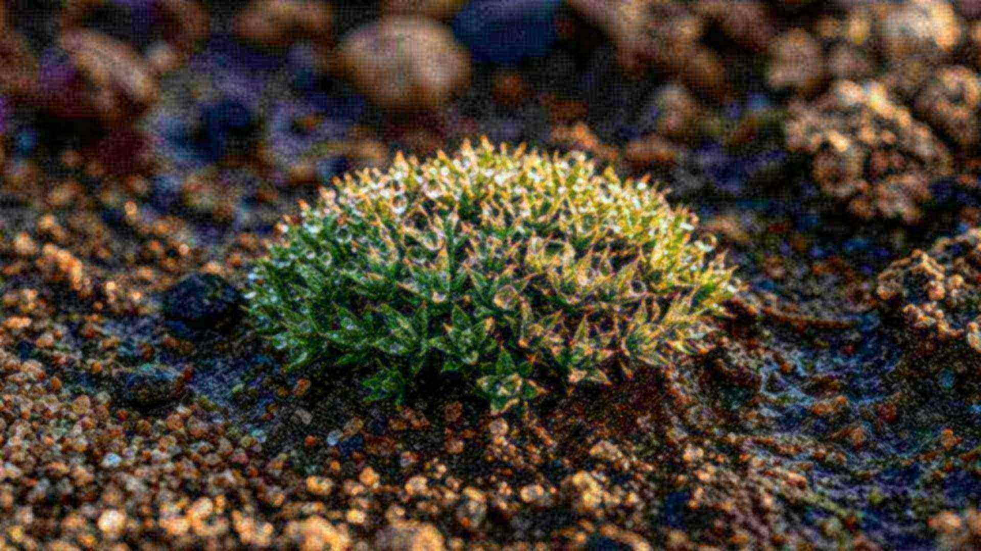 La mousse du désert et la rosée — Syntrichia