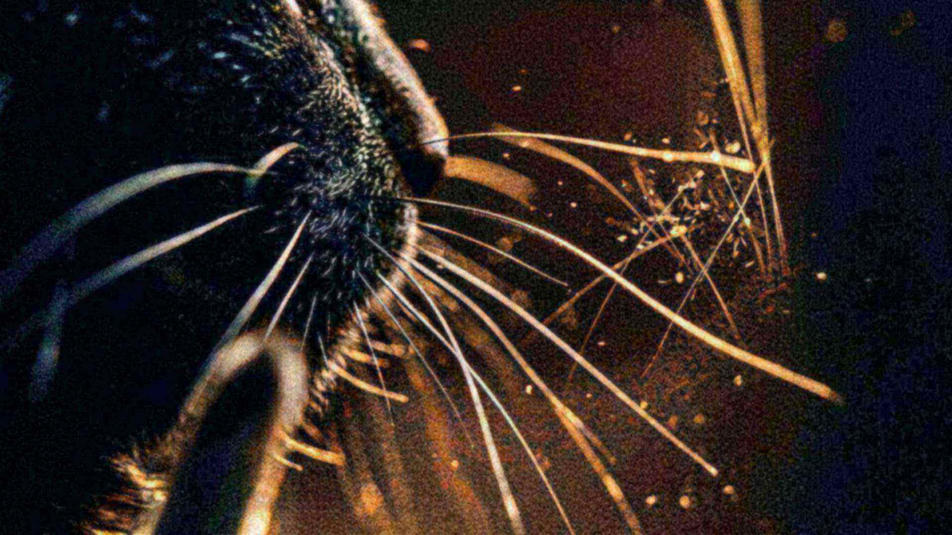 Les moustaches du chat, radar tactile — Felis catus