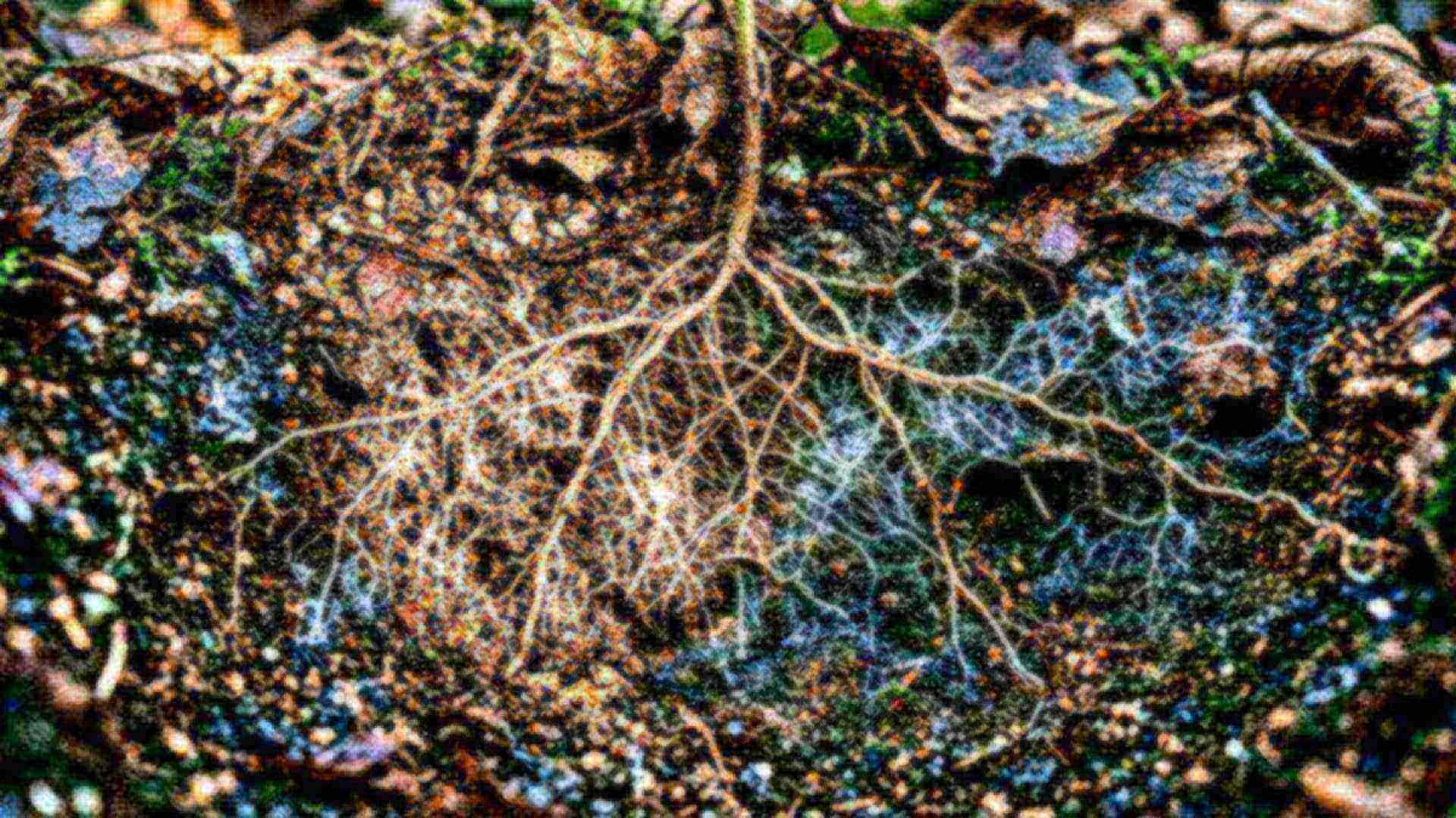 Le réseau des forêts — ectomycorhizes