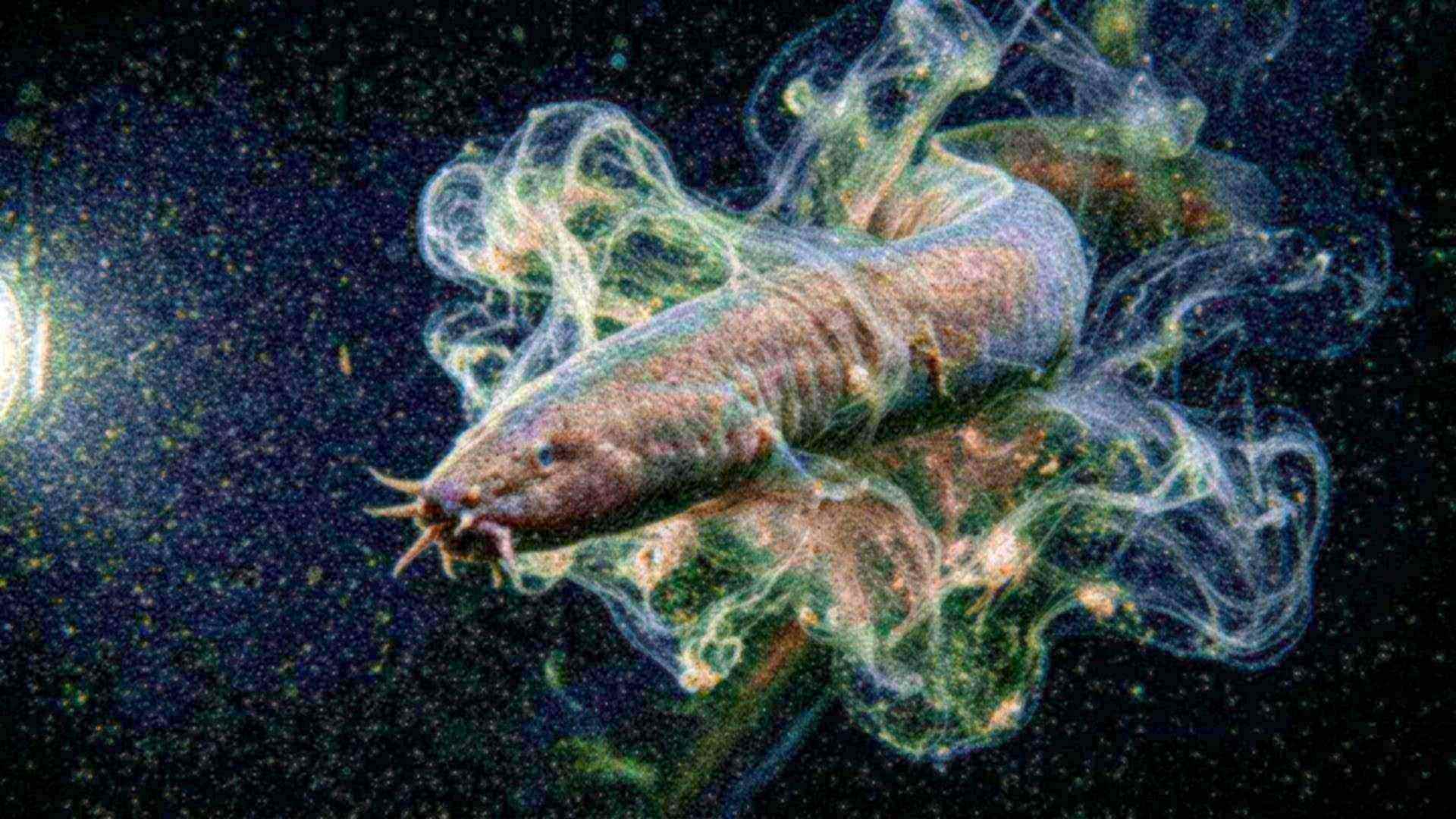 Le mucus de la myxine — Myxine glutinosa
