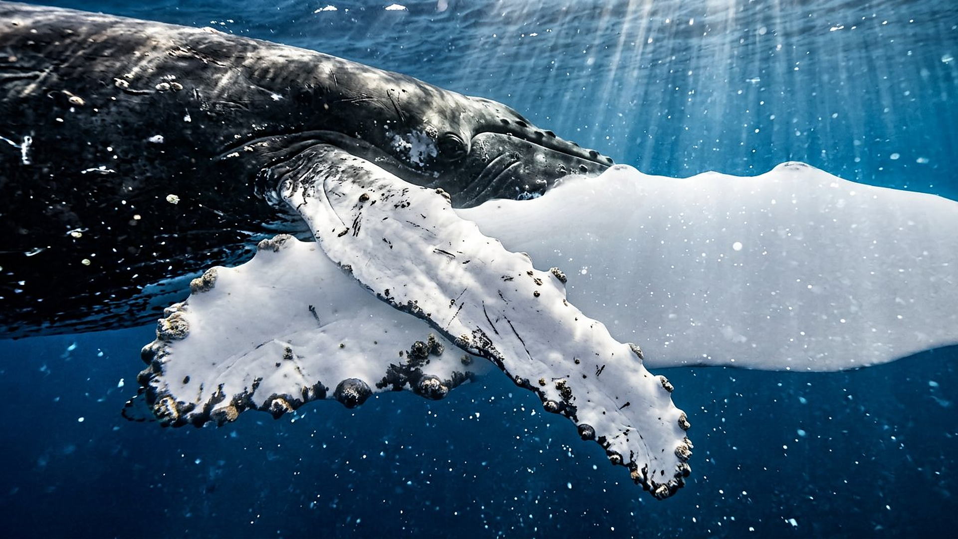 Nageoire de la baleine à bosse — reconstitution numérique