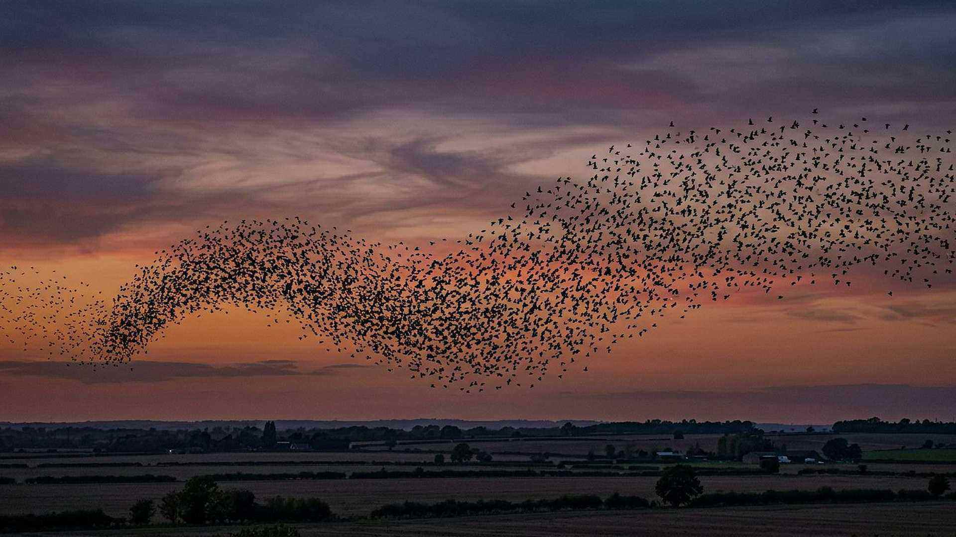 Migration de la barge rousse — reconstitution numérique