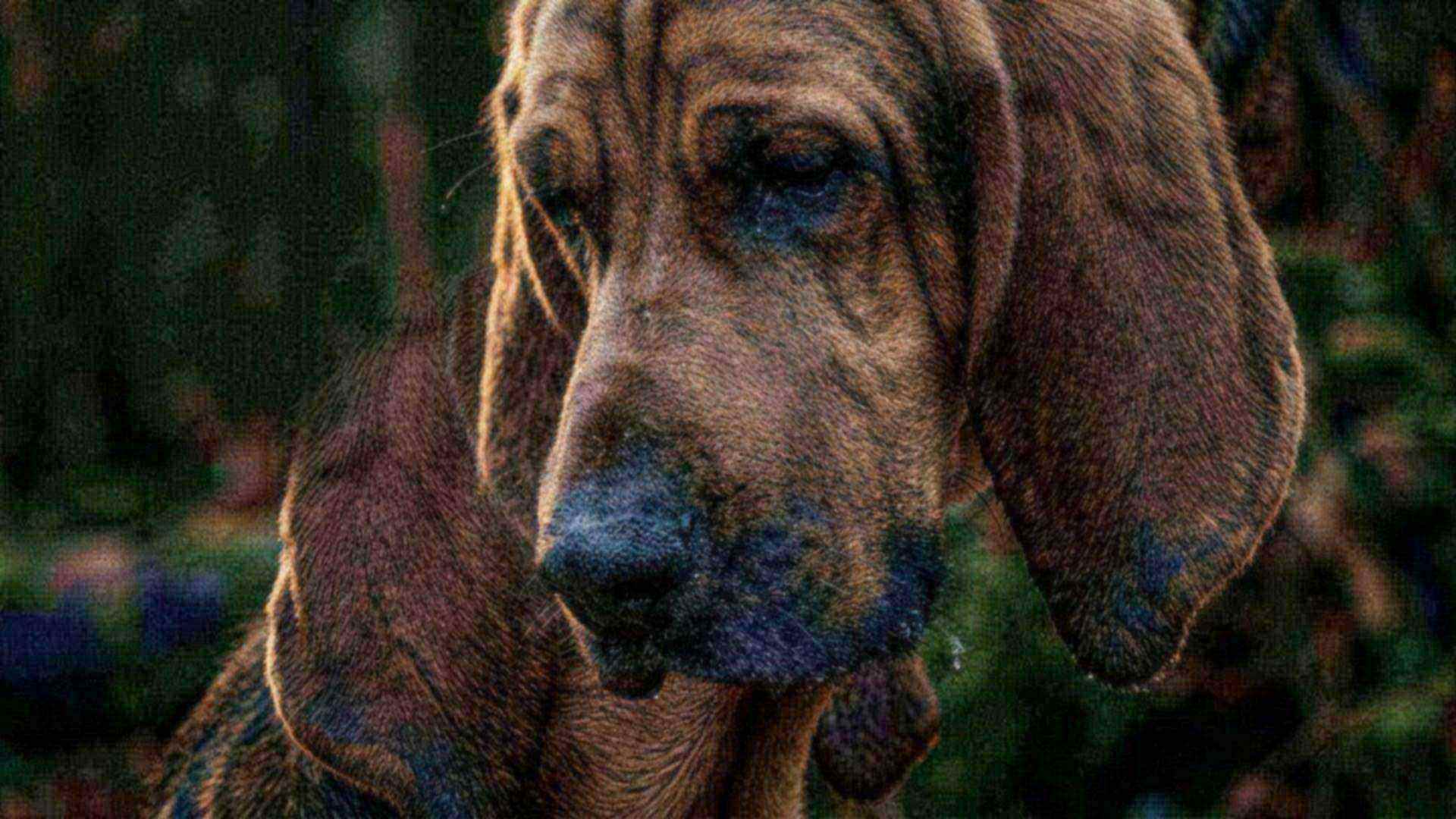 L'odorat du chien — Canis familiaris