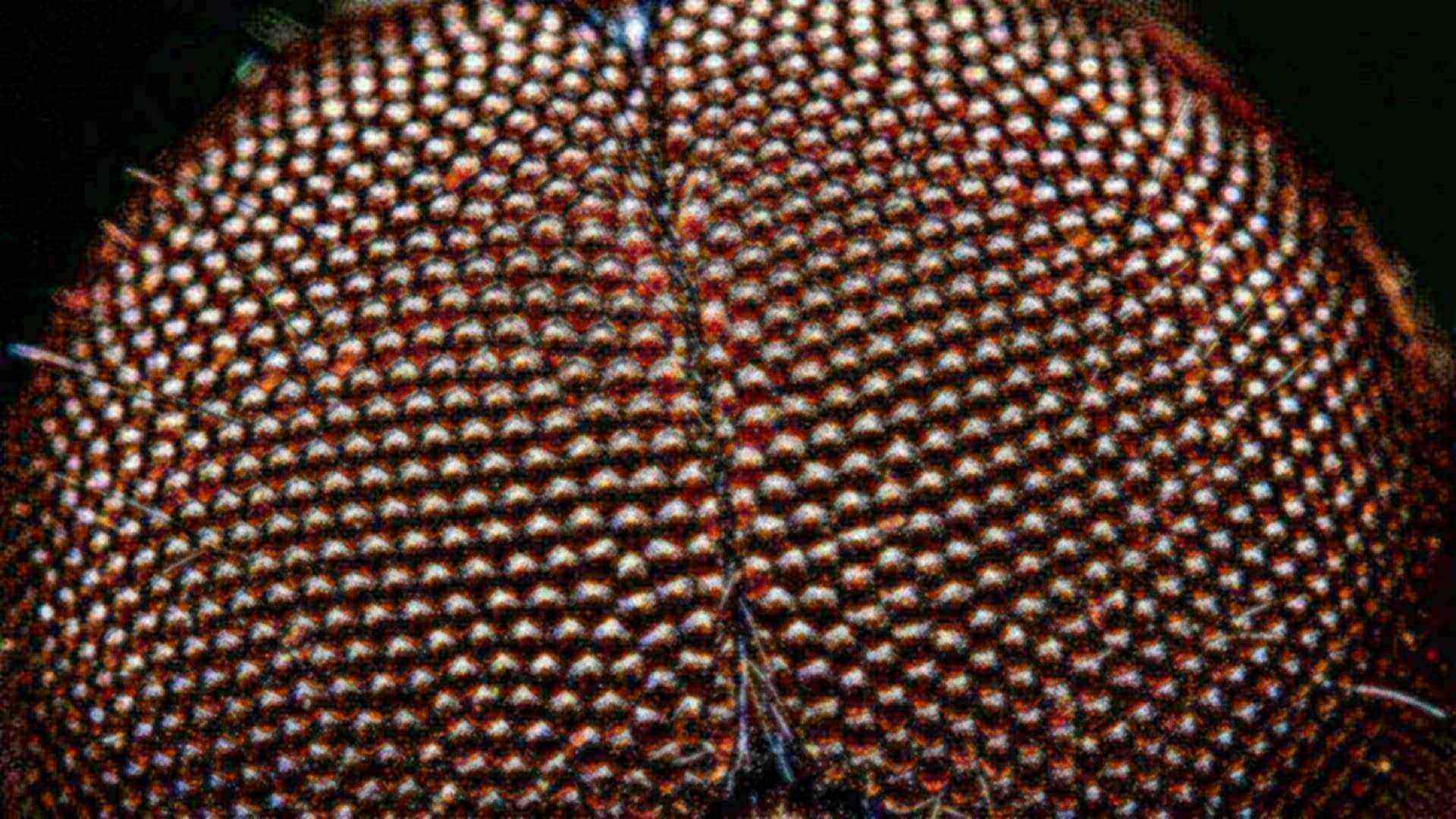 L'œil composé — insectes